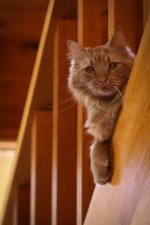 Mr Kitty.jpg