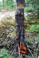 Taking down a big (20 cm diameter)reciprocating saw 1 -cutting the notch on the side the tree ...jpg