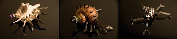 shells.jpg