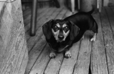 kh0029dog.png