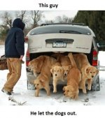 golden-retrievers.jpg