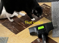 Kitty's response.png