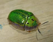 festooccinilidae.jpg