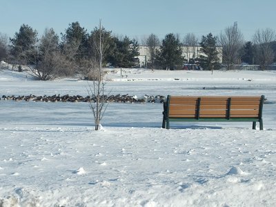 Geese bench.jpg