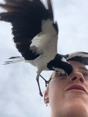 magpie.swoop.png
