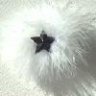 Fluffstar