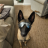 Malinois Dad
